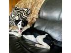 Adopt Blue a Mixed Breed