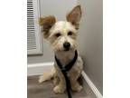Adopt Lizzie 23D-0313 a Terrier