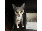 Adopt Mama Nugget a Domestic Short Hair