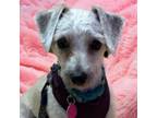 Adopt Salome Scruffy a Terrier