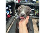 Adopt Tellulah (Courtesy Post) a Mixed Breed