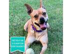 Adopt Vanessa V a Boxer