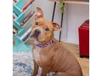 Adopt Willa a American Staffordshire Terrier