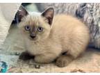 Adopt Cotton Candy a Siamese, Domestic Short Hair
