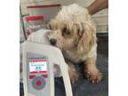 Adopt C-Cheyenne a Poodle, Cavalier King Charles Spaniel