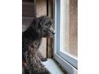 Adopt C-Dolly a Cavalier King Charles Spaniel, Poodle