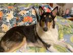 Adopt Astrid a Collie