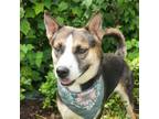 Adopt Misty JuM a Husky, Shepherd