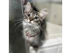Adopt Calathea a Domestic Long Hair