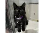 Adopt Wisteria a Domestic Long Hair
