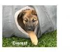 Adopt Everest a Australian Shepherd