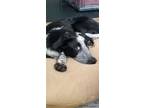 Adopt Mavis a Australian Cattle Dog / Blue Heeler, Border Collie