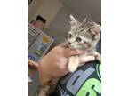 Adopt Coffee Bean a Domestic Short Hair