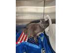 Adopt Bam Bam a Domestic Short Hair