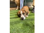 Adopt Birdie a Basset Hound, Terrier