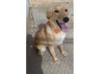 Adopt Lola a Yellow Labrador Retriever, Mixed Breed