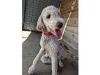 Adopt Pixie a Poodle