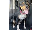 Adopt Pearl a Bluetick Coonhound, Mixed Breed