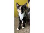 Adopt Kai a Calico, Domestic Short Hair