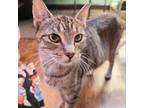 Adopt Croissant a Domestic Short Hair