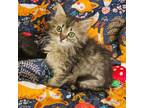 Adopt Baked Beans a Domestic Short Hair