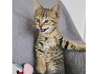 Adopt Salsa a Domestic Short Hair
