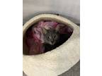 Adopt Foxy a Domestic Short Hair