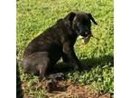 Adopt Erin a Mixed Breed