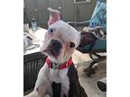 Adopt Inara a Boston Terrier