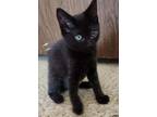 Adopt Elizabeths Norma a Domestic Short Hair