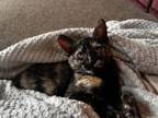 Adopt Felicias Luna a Domestic Short Hair