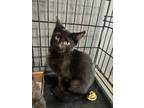 Adopt Chelseas Fontina a Domestic Short Hair