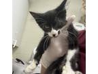 Adopt Lucy 24-07-093 a American Shorthair