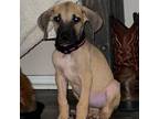 Adopt Mae a Great Dane