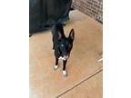 Adopt Stella a German Shepherd Dog