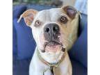 Adopt Gaga a Pit Bull Terrier