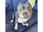 Adopt Oprah a Pit Bull Terrier