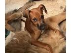 Adopt Pipkin (Carolina Litter) a Redbone Coonhound, Labrador Retriever