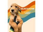 Adopt Blackavar (Carolina Litter) a Golden Retriever, Labrador Retriever