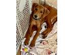 Adopt Buckthorn (Carolina Litter) a Hound, Golden Retriever