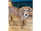 Adopt Bartsia (Carolina Litter) a Golden Retriever, Labrador Retriever