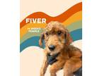 Adopt Fiver (Carolina Litter) a Golden Retriever, Labrador Retriever