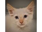 Adopt Pink Floyd a Domestic Short Hair