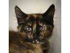 Adopt Queen a Domestic Short Hair