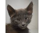 Adopt Led Zeppelin a Domestic Short Hair