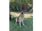 Adopt Nyah a German Shepherd Dog
