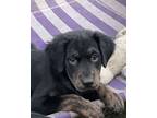 Adopt Jess - New Girl duo a Golden Retriever, Plott Hound