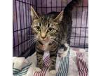 Adopt Wendy a Domestic Short Hair