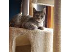 Adopt Marigold a Domestic Short Hair
