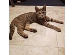 Adopt Iris a Domestic Short Hair
